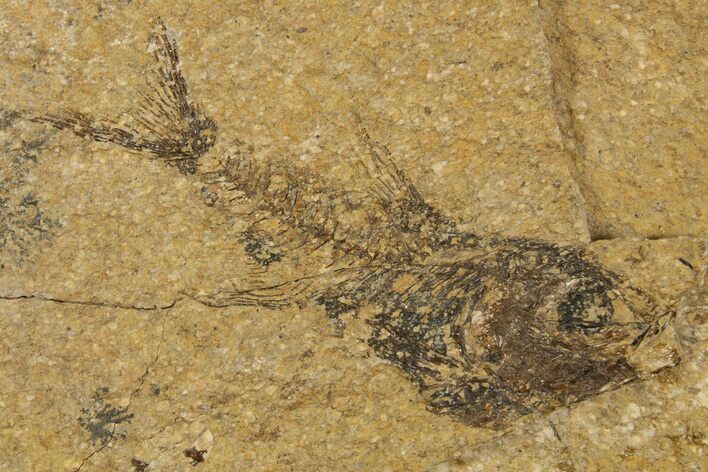 Oligocene Fossil Deep-Sea Hatchetfish (Polyipnus) - Poland #320591